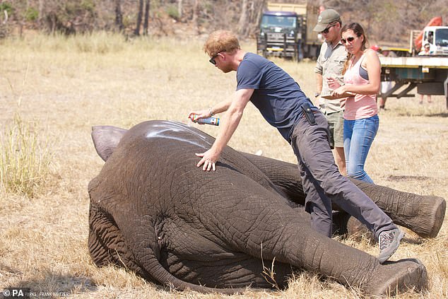 The Duke of Sussex pictured while he worked in Malawi with African Parks as part of an initiative involving moving 500 elephants over 200 miles across the country in 2016