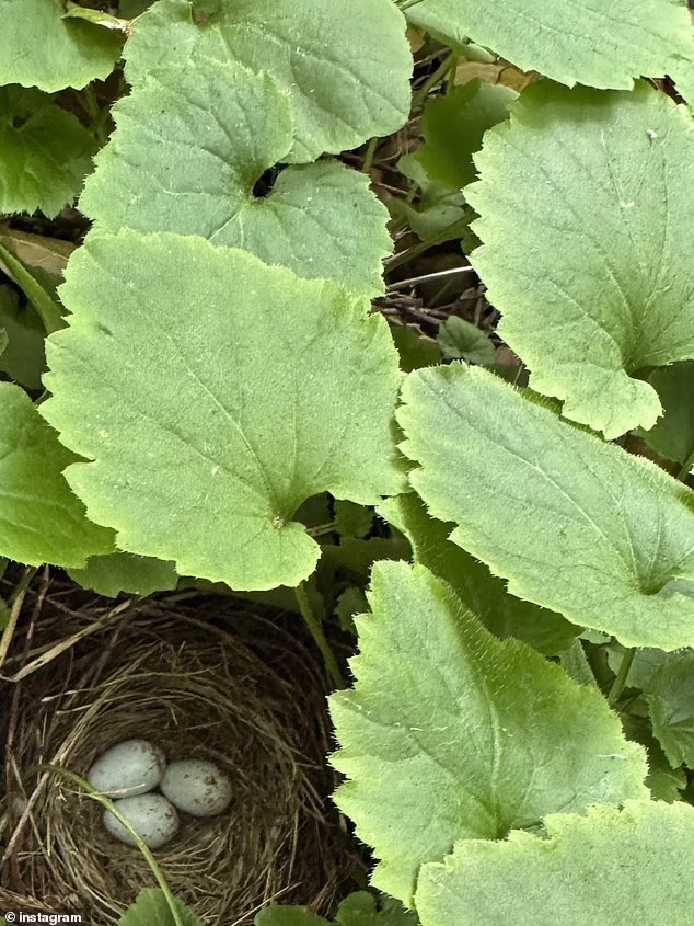 Two before-and-after photos highlighted the wildlife on her and Harry's estate. The before photo showed a tucked-away bird's nest with three eggs