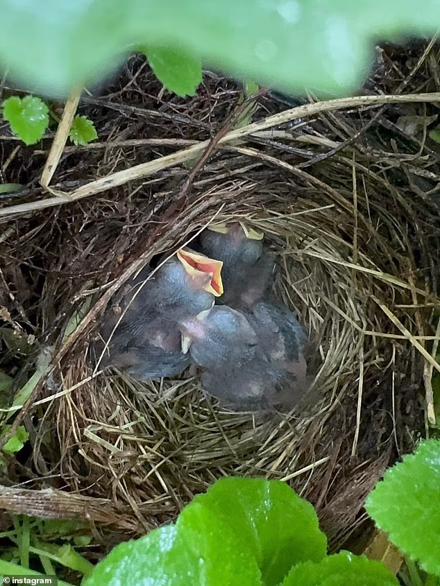 The after shot showed the three fuzzy gray–blue birds as they cuddled up together