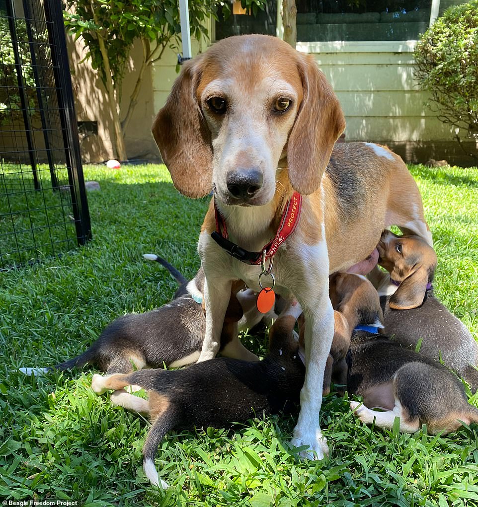 Mia - another of the Sussexes' rescue beagles - in a photo taken by the Beatle Freedom Project