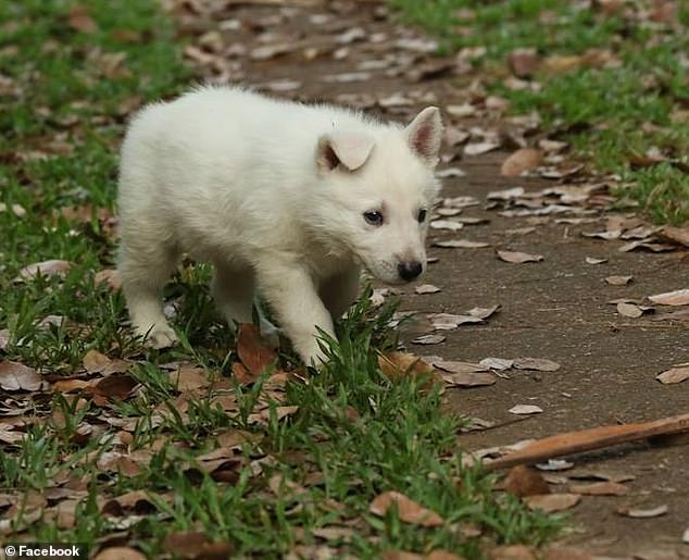 In 2016, Britton uploaded this photo of one of his dogs, Bolt, as a puppy. The court heard how Britton sexually abused and tortured the dog