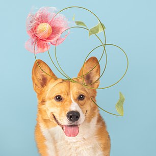 A corgi wearing one of the designs