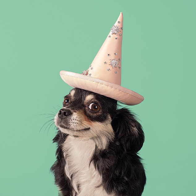 The designer has produced miniature versions of her haute couture headwear for a charity calendar starring 12 dogs