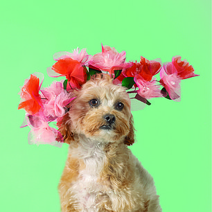 The dogs were all saved to take part in the calendar