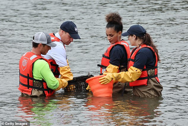 William stands up to his waist in the water as he mucks in - putting in oysters in a bid to clean the waterway