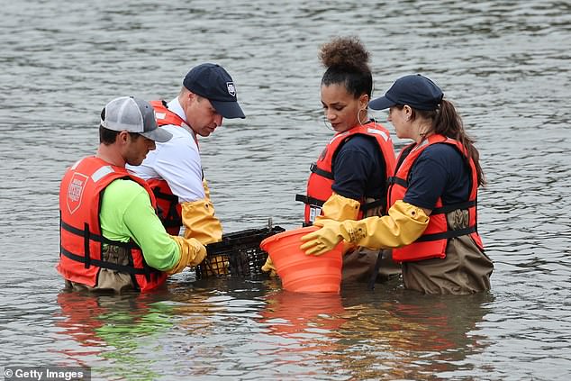 William stands up to his waist in the water as he mucks in - putting in oysters in a bid to clean the waterway