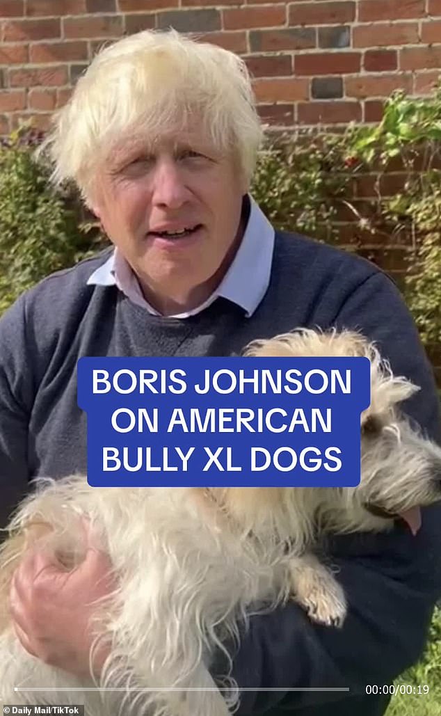 The former Prime Minister cautioned against a knee-jerk reaction to ban Bully XL dogs behind a wave of attacks in a video , saying: 'It¿s not the dog that¿s the problem, it¿s the owner'