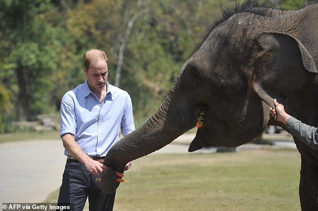 Britain's Prince William feeds a baby elephant in the wild elephant valley in Xishuangbanna, or Sibsongbanna Dai autonomous prefecture, southwest China's Yunnan province on March 4, 2015