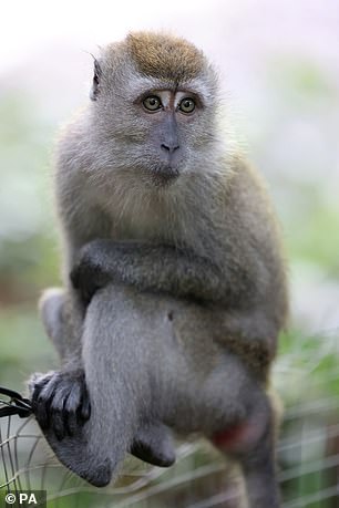 A long-tailed Macaque monkey sits in a tree during the Prince of Wales' TreeTop Walk at Central Catchment Nature Reserve today