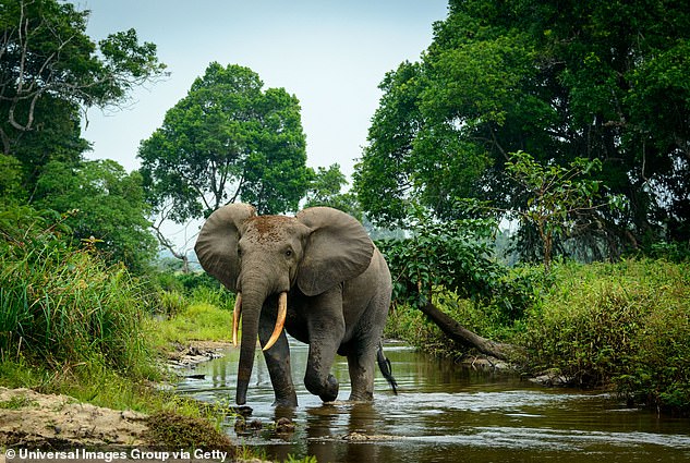 Odzala-Kokoua National Park is home to more than 400 bird species, 110 types of mammal and at least 4,400 plant varieties