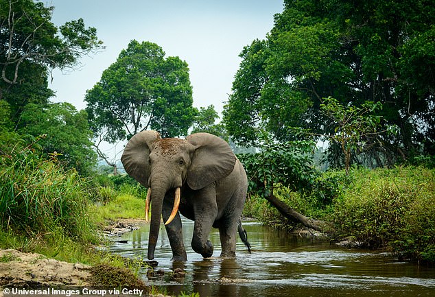 Odzala-Kokoua National Park is home to more than 400 bird species, 110 types of mammal and at least 4,400 plant varieties