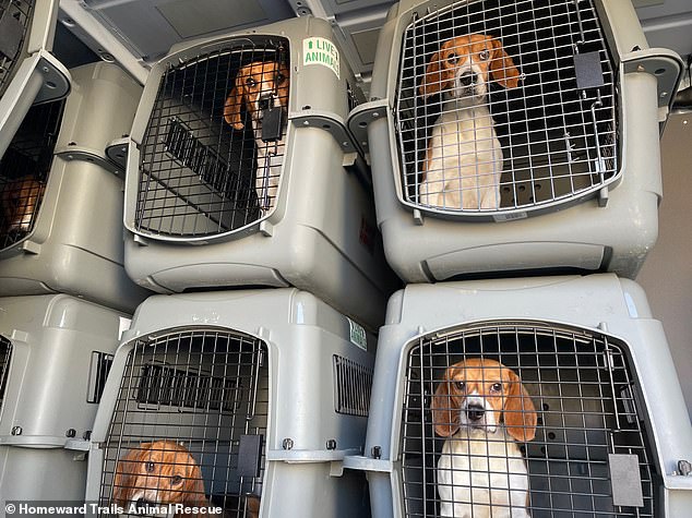 Photos taken in 2021 showed some of the rescued dogs on their way to Homeward Trails Animal Rescue