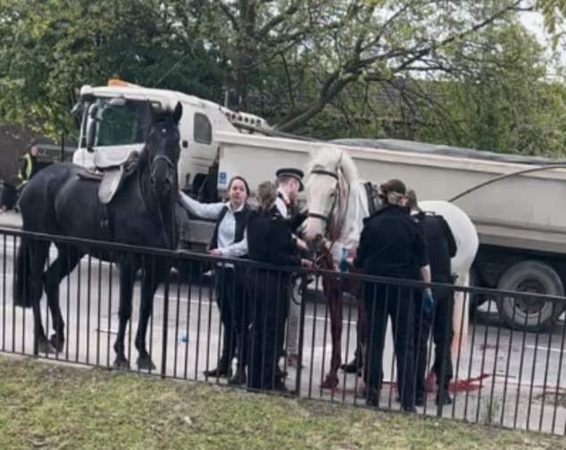 The white horse seemingly had more injuries than the black one. Blood was splattered across the road