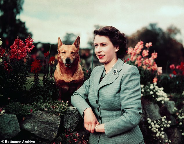 Queen Elizabeth with one of her pet corgis at Balmoral Castle in 1952