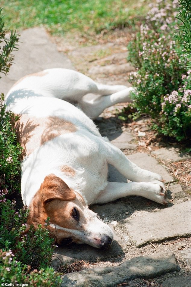 Jack Russell Tigga who lived for over 18 years and was honoured with a willow sculpture in the grounds of Highgrove House