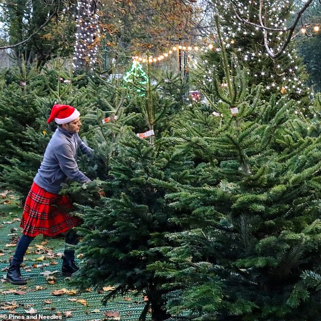 Pines and Needles recommend choosing a tall, lush tree with symmetrical branches