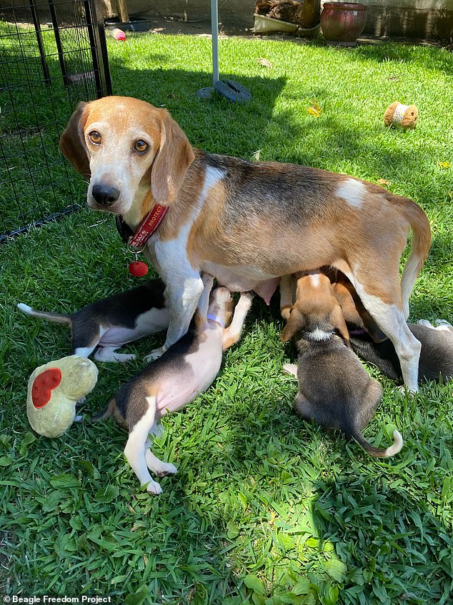 Dotted around the beaming are the wagging tails of the couple's three dogs, a black Labrador Pula and rescue beagle's Guy and beagle, Mia, the latter who was rescued from an animal testing centre by the couple in 2022 (pictured with her puppies two years ago)