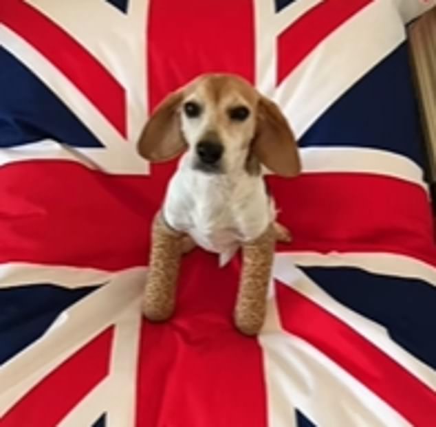 In Meghan's post, there was little Guy, in portrait after portrait with tinkle tinkle muzak: one showed him sitting in the middle of the Union Jack