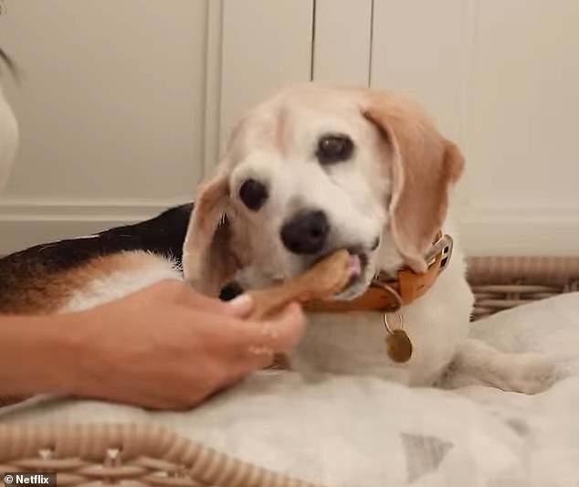 The Sussex's beagle appeared again on the trailer for 'With Love, Meghan'