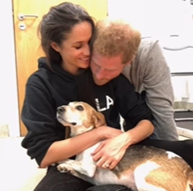 I remember the moment I fell in love with Guy the rescue beagle, which meant I also fell for his mum, Meghan Markle, writes LIZ JONES