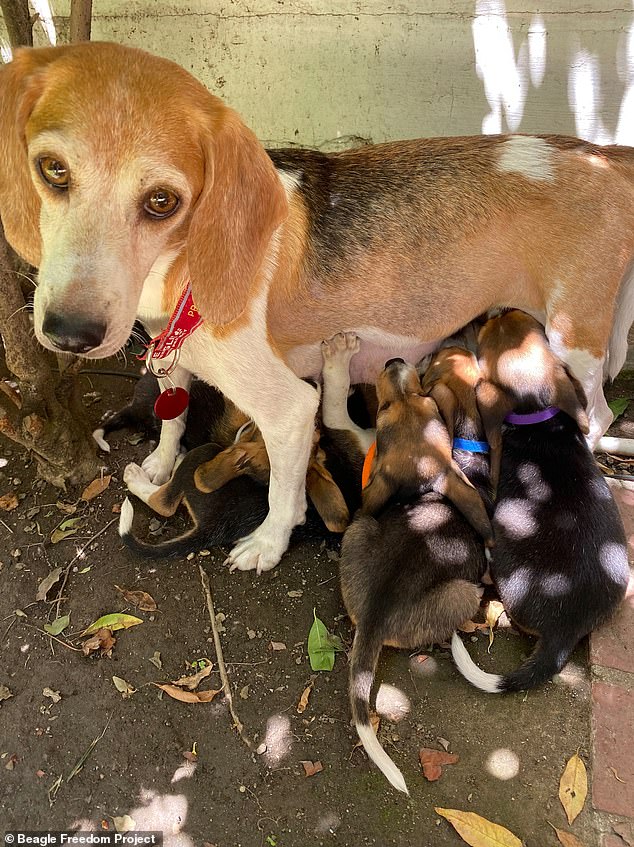 The dogs (pictured) had been bred for pharmaceutical and biotech research but inspections of the centre had found dozens of violations of federal law over a two year period