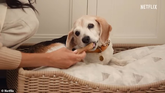 And a treat for Guy too! Meghan's beloved beagle doesn't miss out on the food in the Duchess's kitchen as she ensures he has a biscuit to chew on