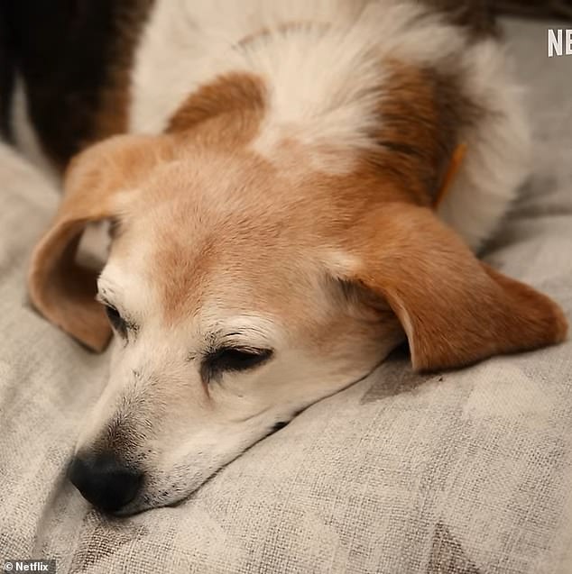 In one scene of the trailer for With Love, Meghan, the pooch is seen peacefully on the floor laying in bed