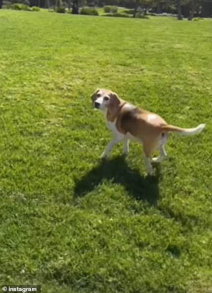 Meghan filmed the couple's rescue beagle Mamma Mia on the lawn