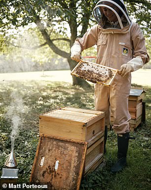 Meghan's beekeeping was noted for also being one of Kate Middleton's favourite hobbies. The Princess of Wales (pictured) was seen tending to a hive at Anmer Hall in Norfolk in May 2023