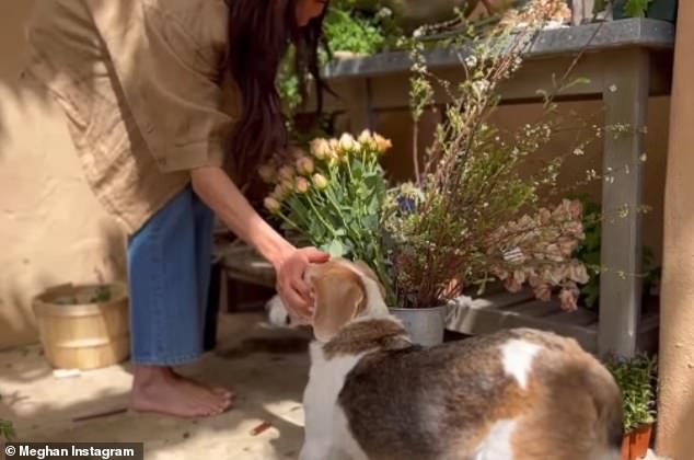 Meghan (pictured left) left professional gardeners aghast after walking barefoot while cutting stems and wearing her wedding rings while gardening