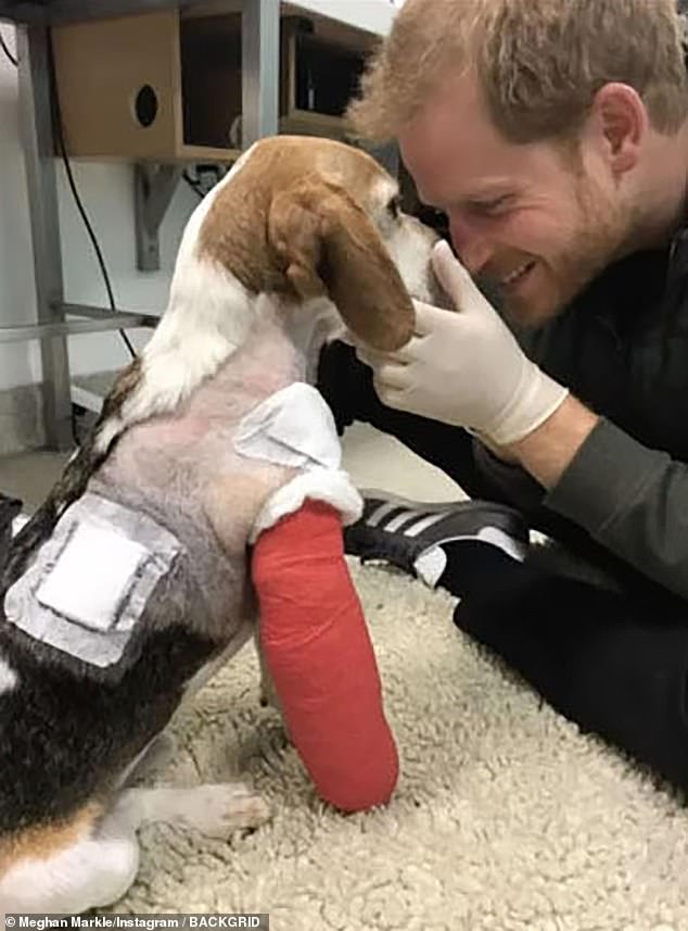 Meghan Markle adopted two rescue dogs: Guy, a beagle, and Pula, a black Labrador. She also had a rescue beagle named Mamma Mia. Guy, sadly, passed away in January 2025