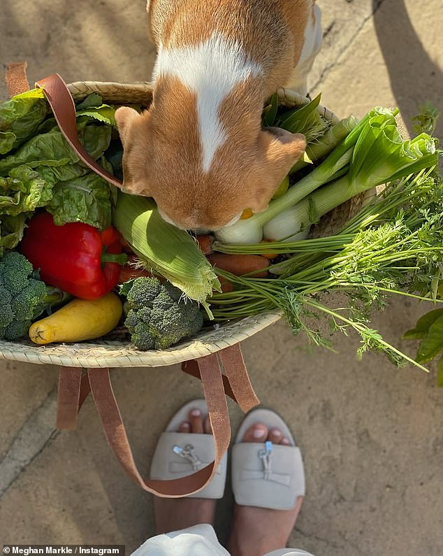 Meghan's vegetable garden has featured heavily in both her Netflix series and her Instagram